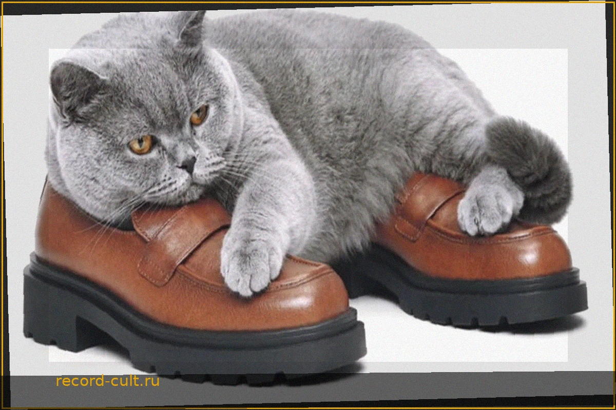 Bata: Удобство для кошачьих инстинктов