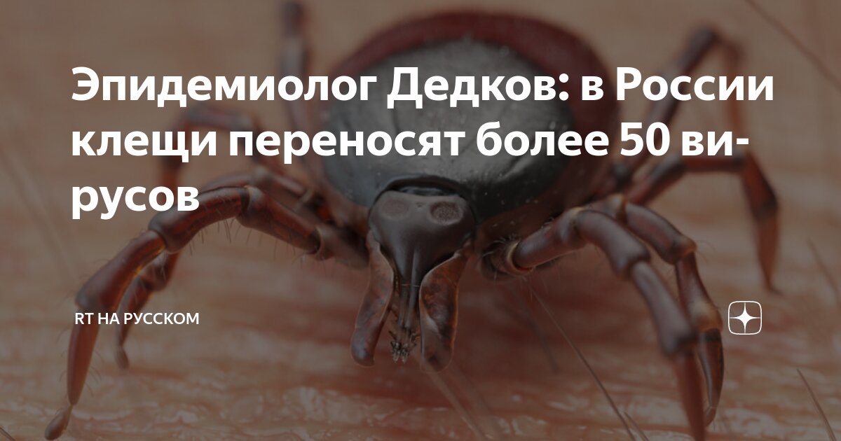 Preview Эпидемиолог Дедков: клещи в России переносят более 50 вирусов