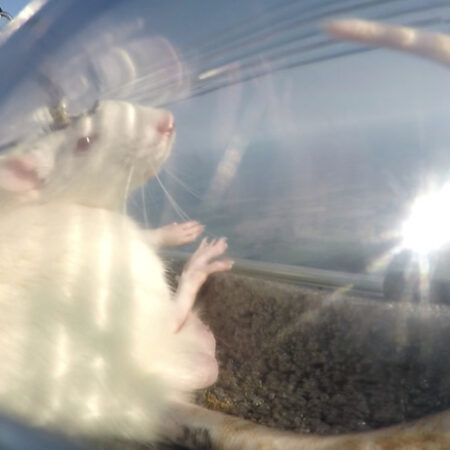 Российские ученые отправили крыс с нейроимплантами в стратосферу