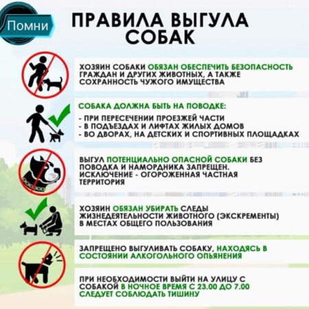 Краснодарский край ужесточил правила выгула собак