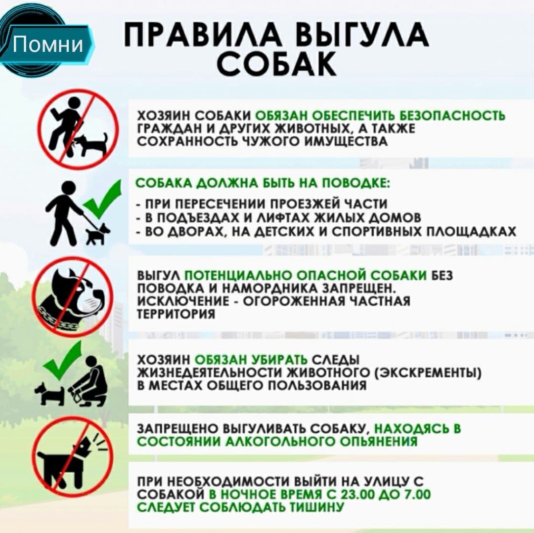 Preview Краснодарский край ужесточил правила выгула собак