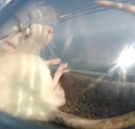 Эксперимент Neiry: крысы с нейроинтерфейсами успешно вернулись из стратосферы