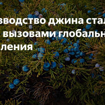 Производство джина сталкивается с вызовами глобального потепления