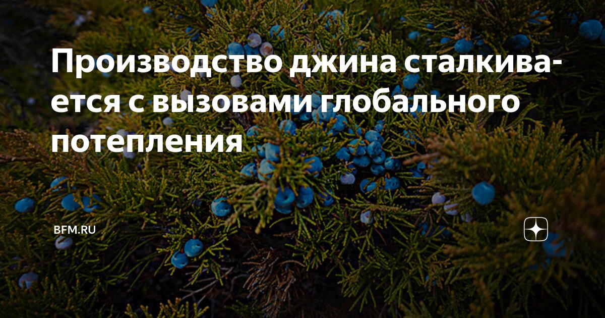 Preview Производство джина сталкивается с вызовами глобального потепления
