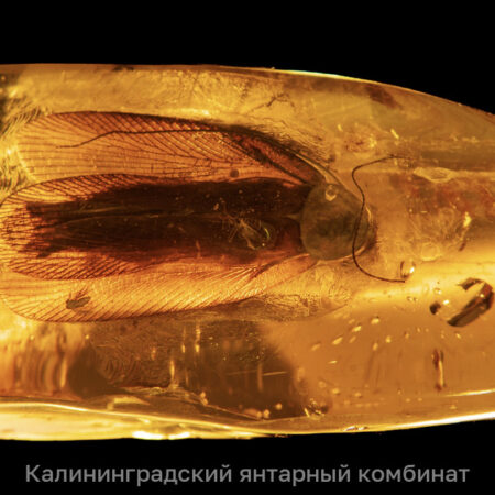 Янтарь с древним тараканом возрастом 35-40 миллионов лет найден в Калининграде