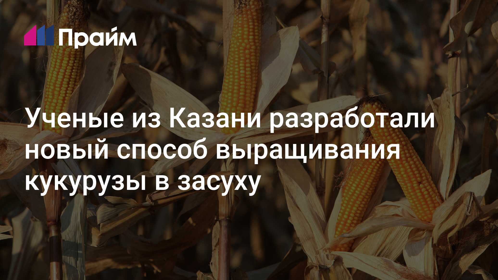 Preview В России разработан эффективный метод возделывания кукурузы в условиях засухи