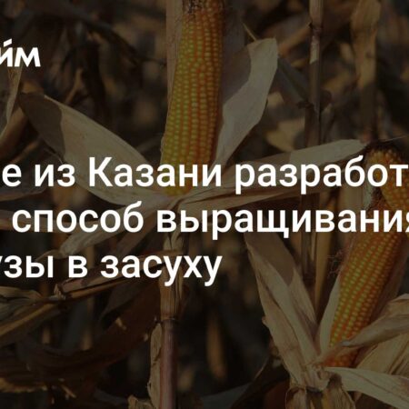 В России разработан эффективный метод возделывания кукурузы в условиях засухи