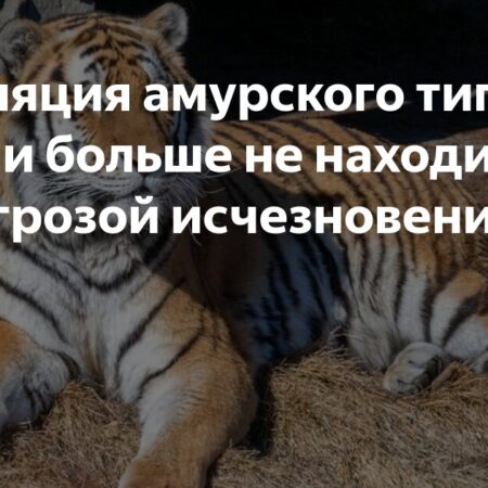Россия решила проблему вымирания амурских тигров