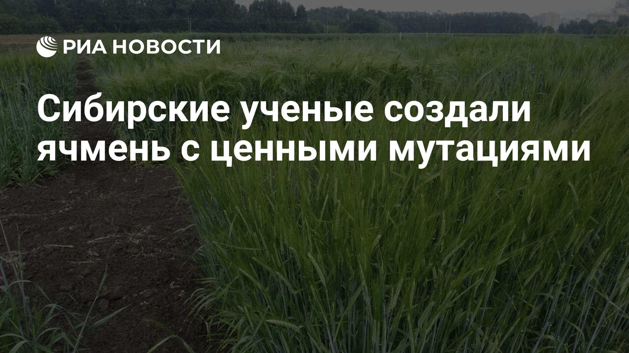 Preview Сибирские ученые создали ячмень с ценными мутациями