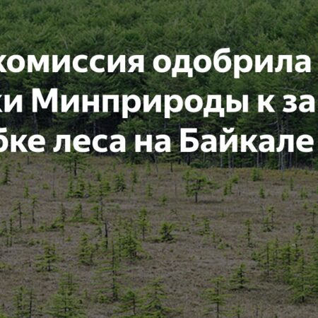 Правкомиссия одобрила поправки Минприроды к закону о вырубке леса на Байкале