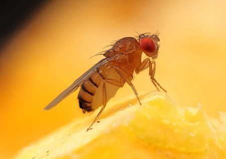 Найден ключевой белок в мозге мухи для борьбы с неврологическими болезнями