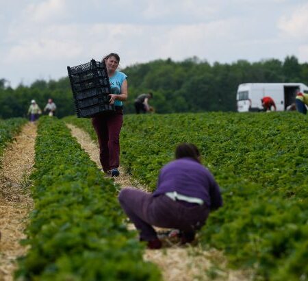 Сезонные работы в поле: критический дефицит кадров ставит под угрозу урожай