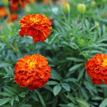 Открытие в Калининграде: Бархатцы как мощное природное антибактериальное средство