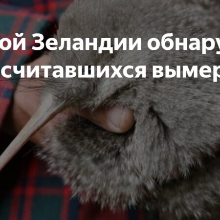В Новой Зеландии обнаружен считавшийся вымершим вид птицы киви