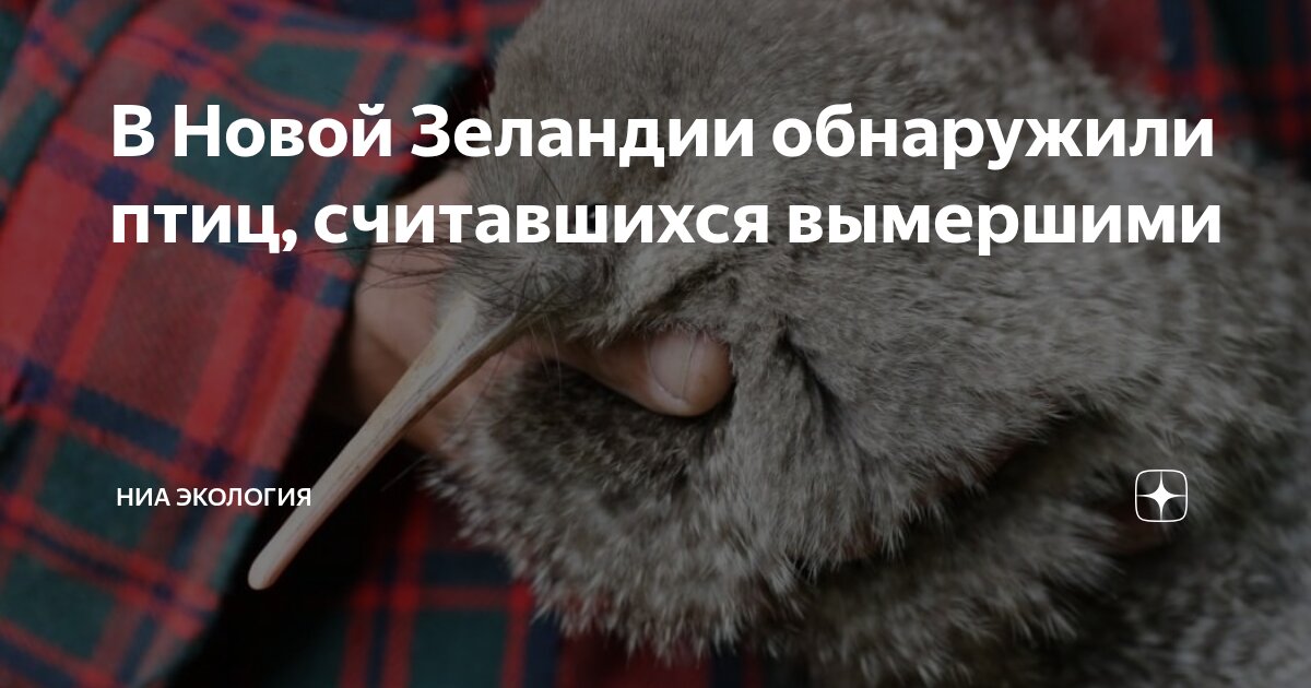 Preview В Новой Зеландии обнаружен считавшийся вымершим вид птицы киви