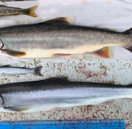 Новые открытия: Эндемичные лососевые в озере Паланском на Камчатке