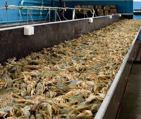 На Дону успешно освоили разведение австралийских раков