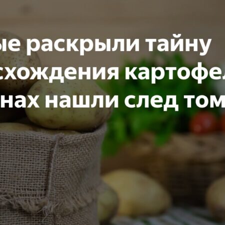 Ученые раскрыли тайну появления современного картофеля через скрещивание с томатами