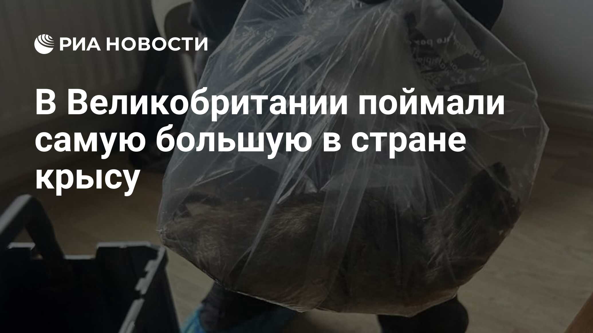 Preview На севере Англии обнаружена самая крупная крыса в истории Великобритании