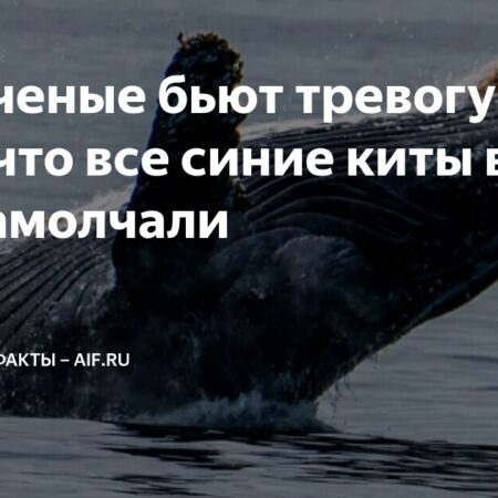 Молчание Гигантов Океана: Ученые Бьют Тревогу Из-за Синих Китов