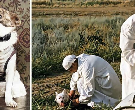 Исторический Полет Белки и Стрелки: Собаки, Открывшие Космос Человеку