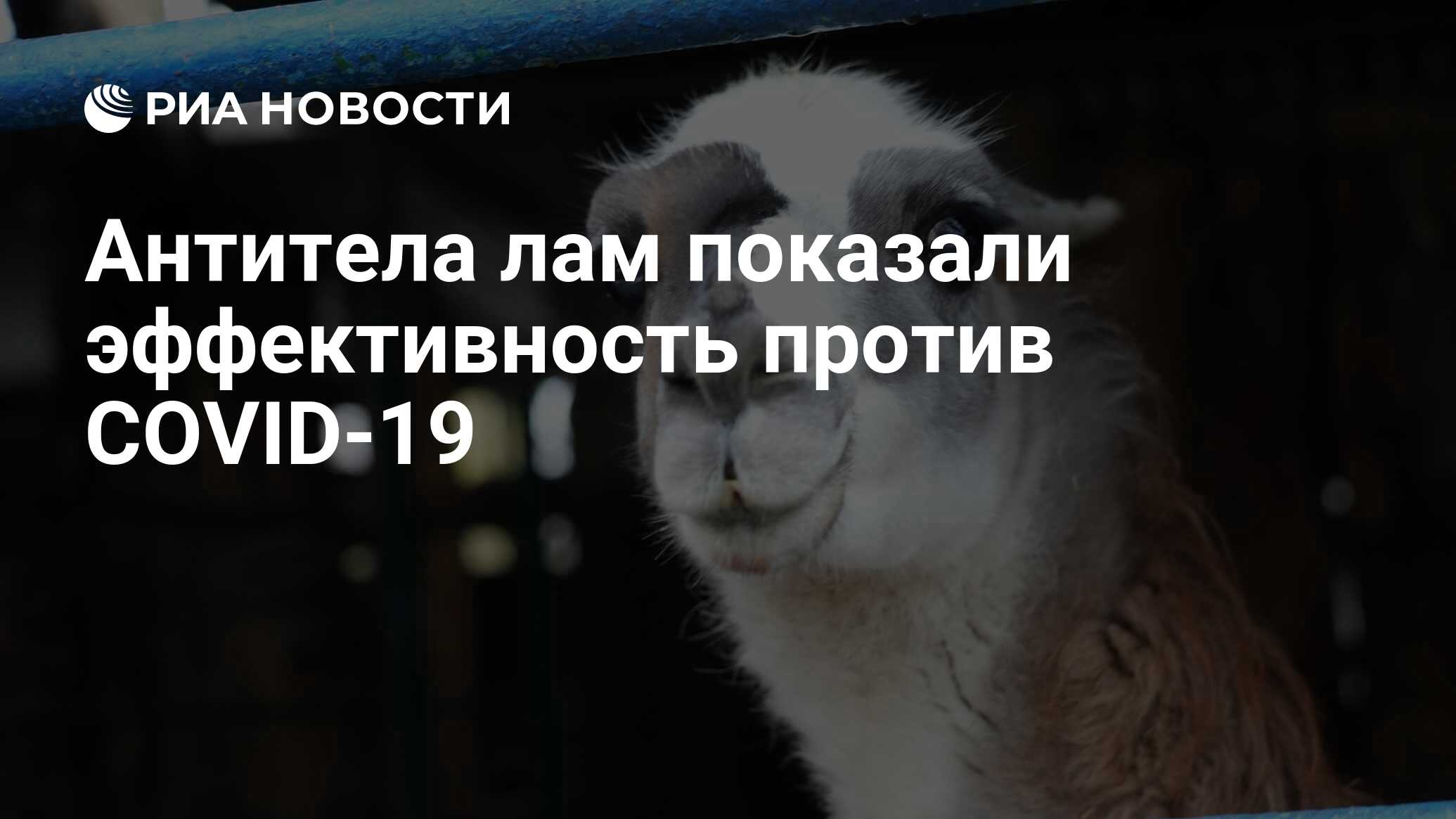 Preview Наноантитела лам: перспективное оружие против COVID-19