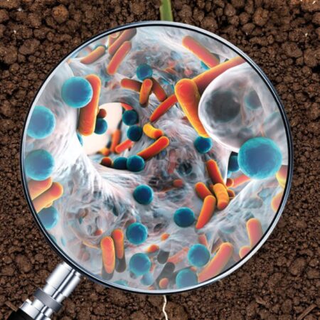 Микроорганизмы Bacillus: Ключ к Плодородию Почвы и Защите Растений