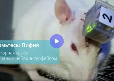 Ученые о поведении крыс после интеграции ИИ в мозг