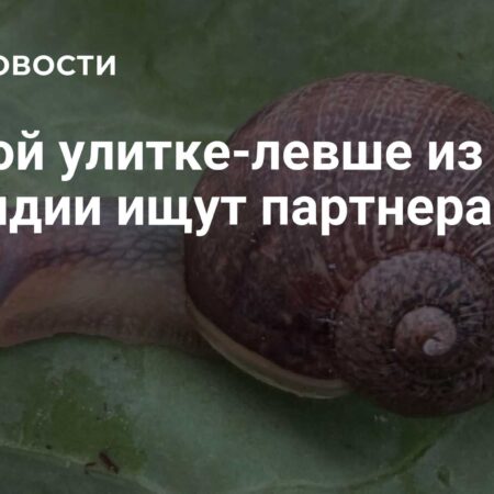 В Новой Зеландии ищут уникального партнера для улитки-левши по имени Нед