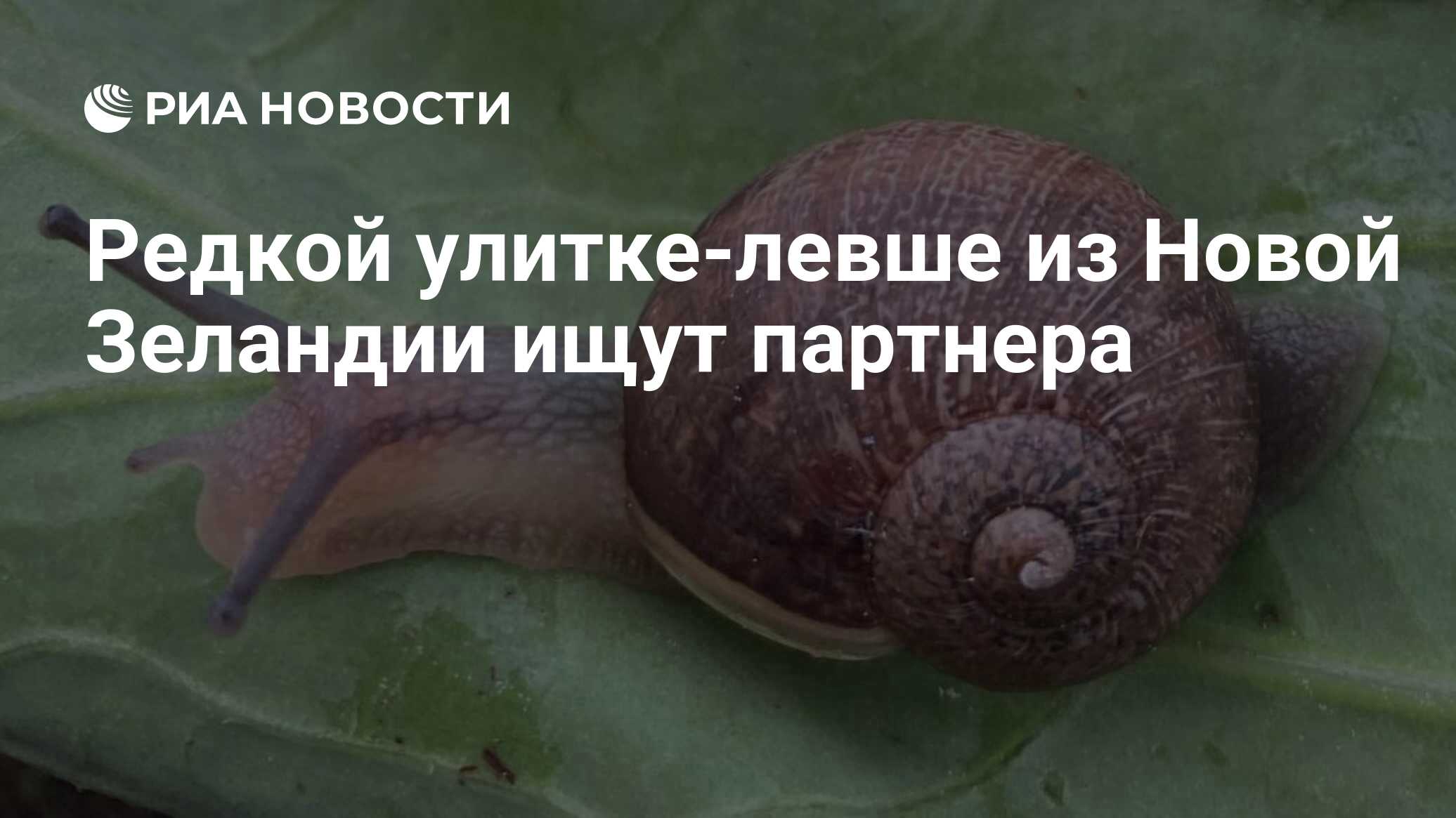Preview В Новой Зеландии ищут уникального партнера для улитки-левши по имени Нед