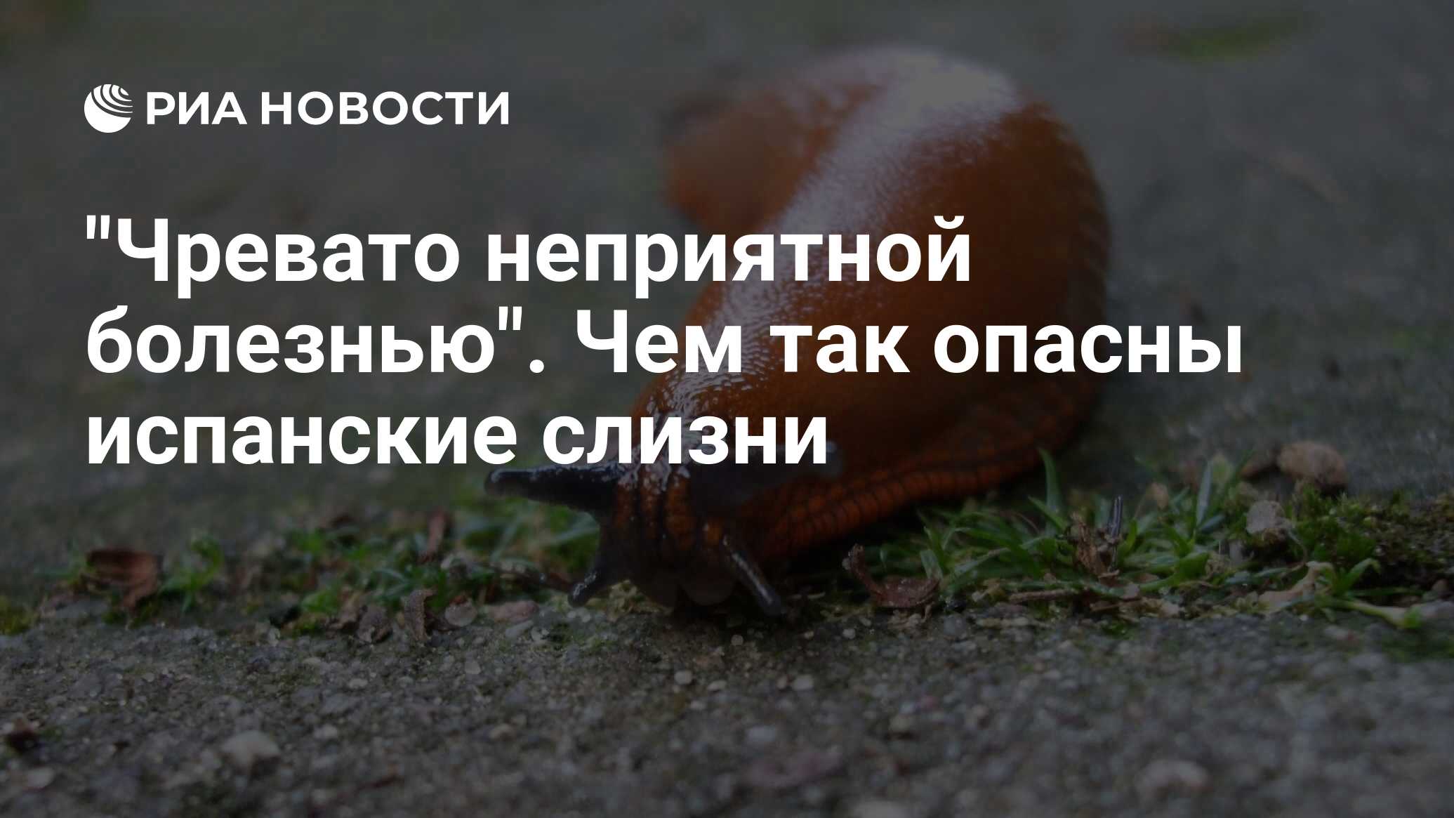 Preview Испанские слизни: инвазивный вид, опасности и методы борьбы