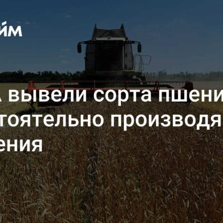 В США вывели пшеницу, самостоятельно производящую удобрения