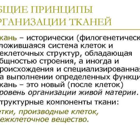 Обнаружен универсальный принцип организации живых тканей