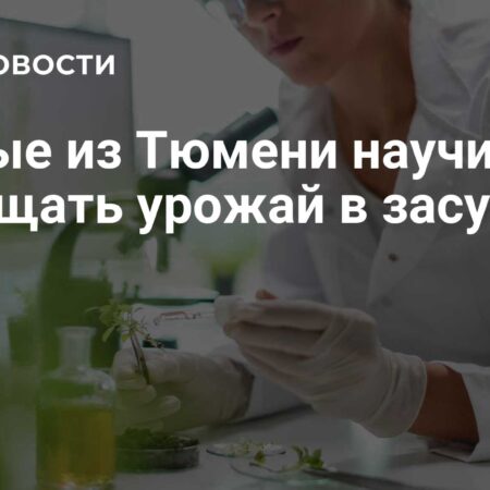 Ученые из Тюмени научились защищать урожай в засуху