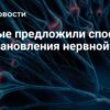 Российские ученые представили революционный материал для деликатного восстановления нервной ткани