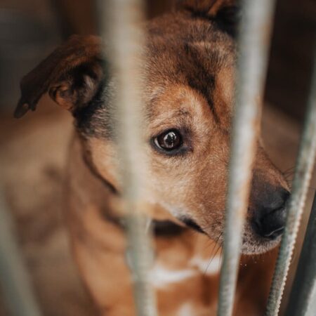 Сотрудников зоогостиницы DogTown допросили по обвинению в жестоком обращении с животными