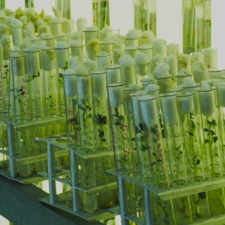 Сибирский центр селекции и микроклонирования: новый этап в развитии растений