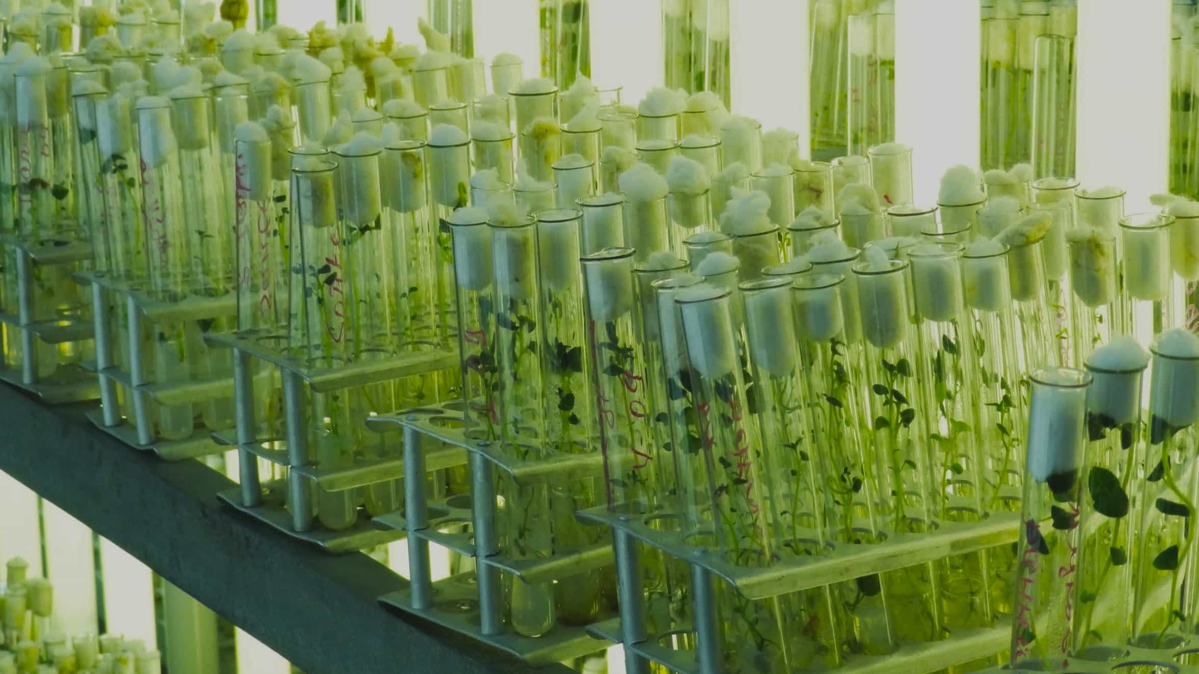 Preview Сибирский центр селекции и микроклонирования: новый этап в развитии растений