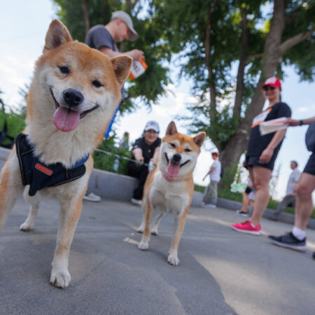 В Минприроды предложили ввести учет и маркировку домашних животных