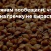 Цены на гречку могут вырасти: неурожай обещает дефицит