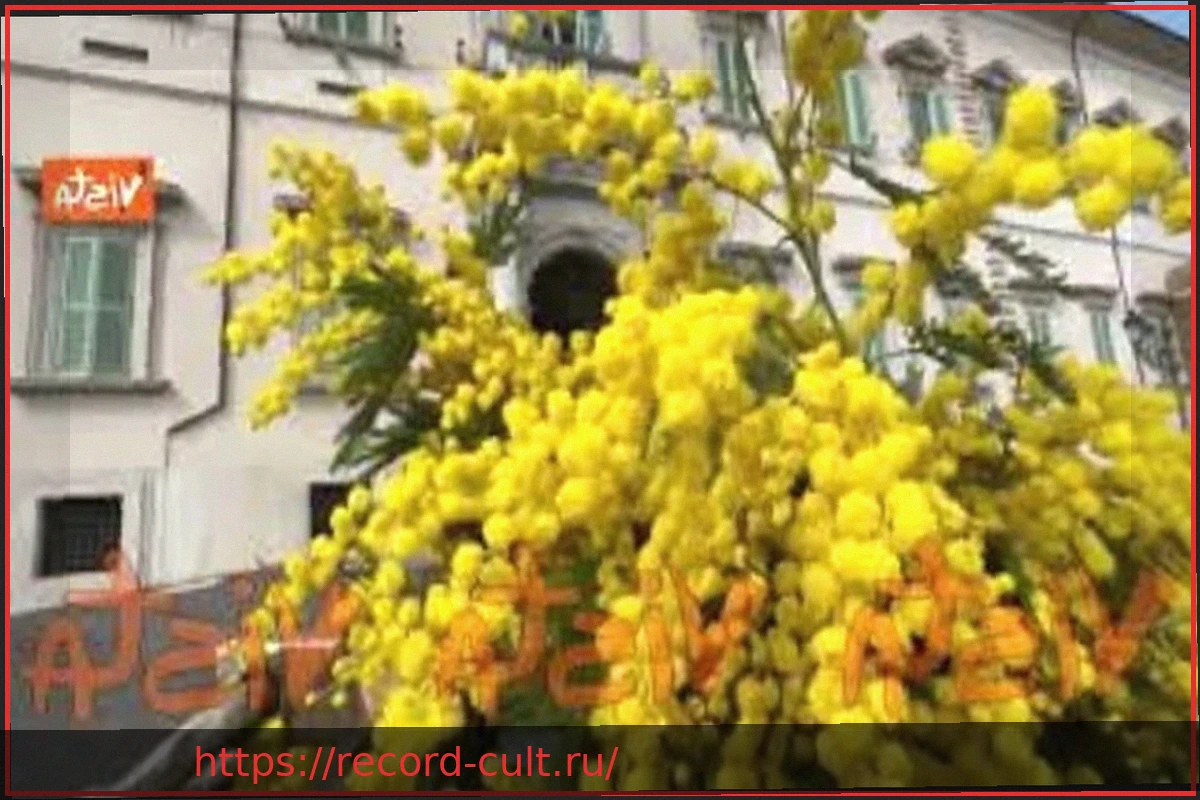 Preview Вход в Квиринальский дворец украшен мимозами ко Дню женщин