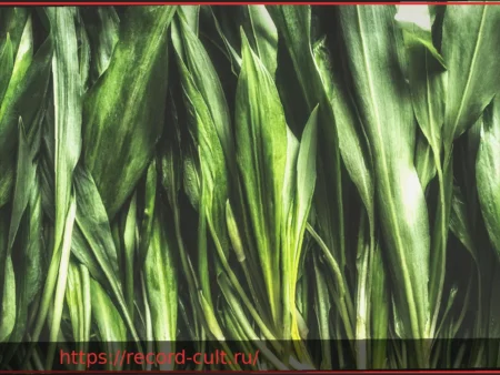 Черемша: как отличить от ядовитых растений-двойников