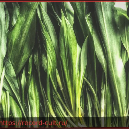 Черемша: как отличить от ядовитых растений-двойников