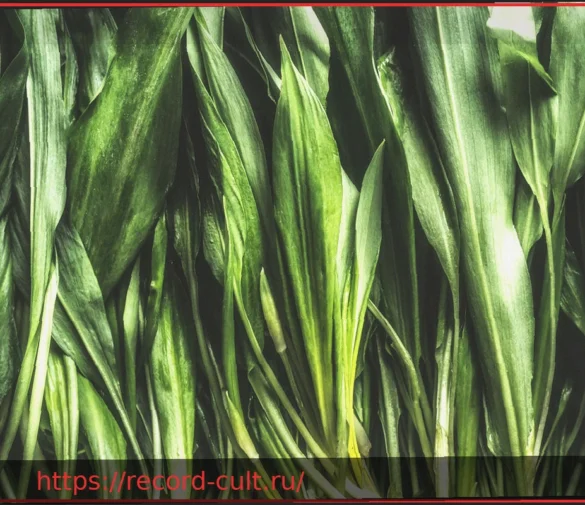 Черемша: как отличить от ядовитых растений-двойников