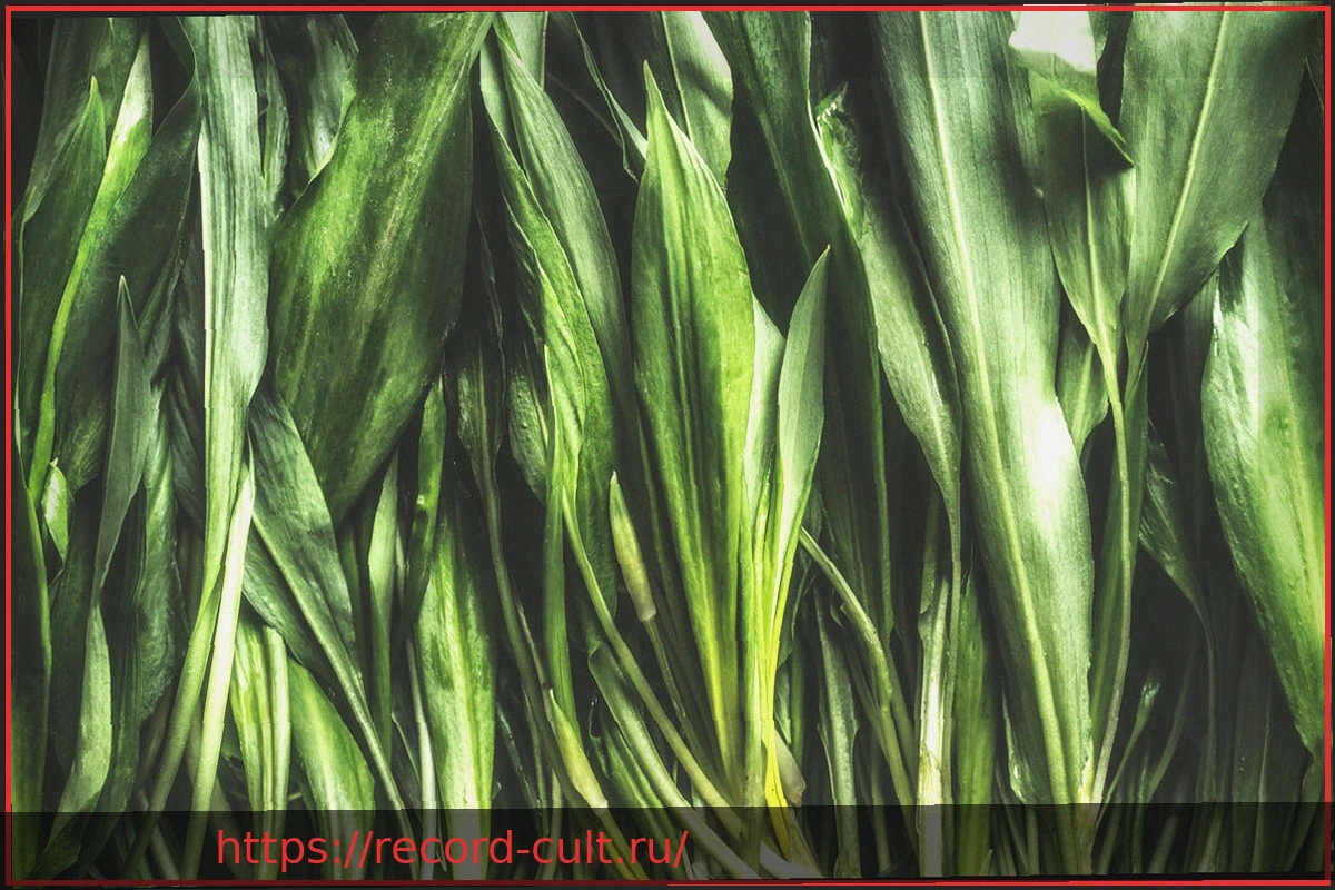 Preview Черемша: как отличить от ядовитых растений-двойников