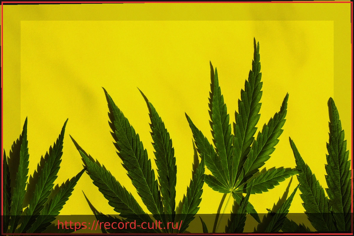 Preview Два года после легализации каннабиса: Меньше правонарушений, рост потребления