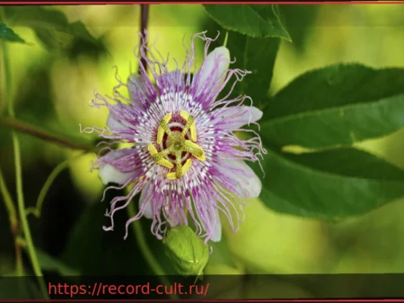 Страстоцвет (Пассифлора): Состав, Действие и Риски