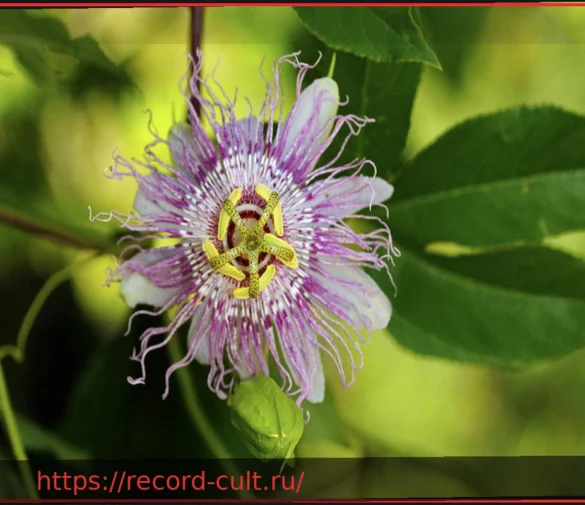 Страстоцвет (Пассифлора): Состав, Действие и Риски