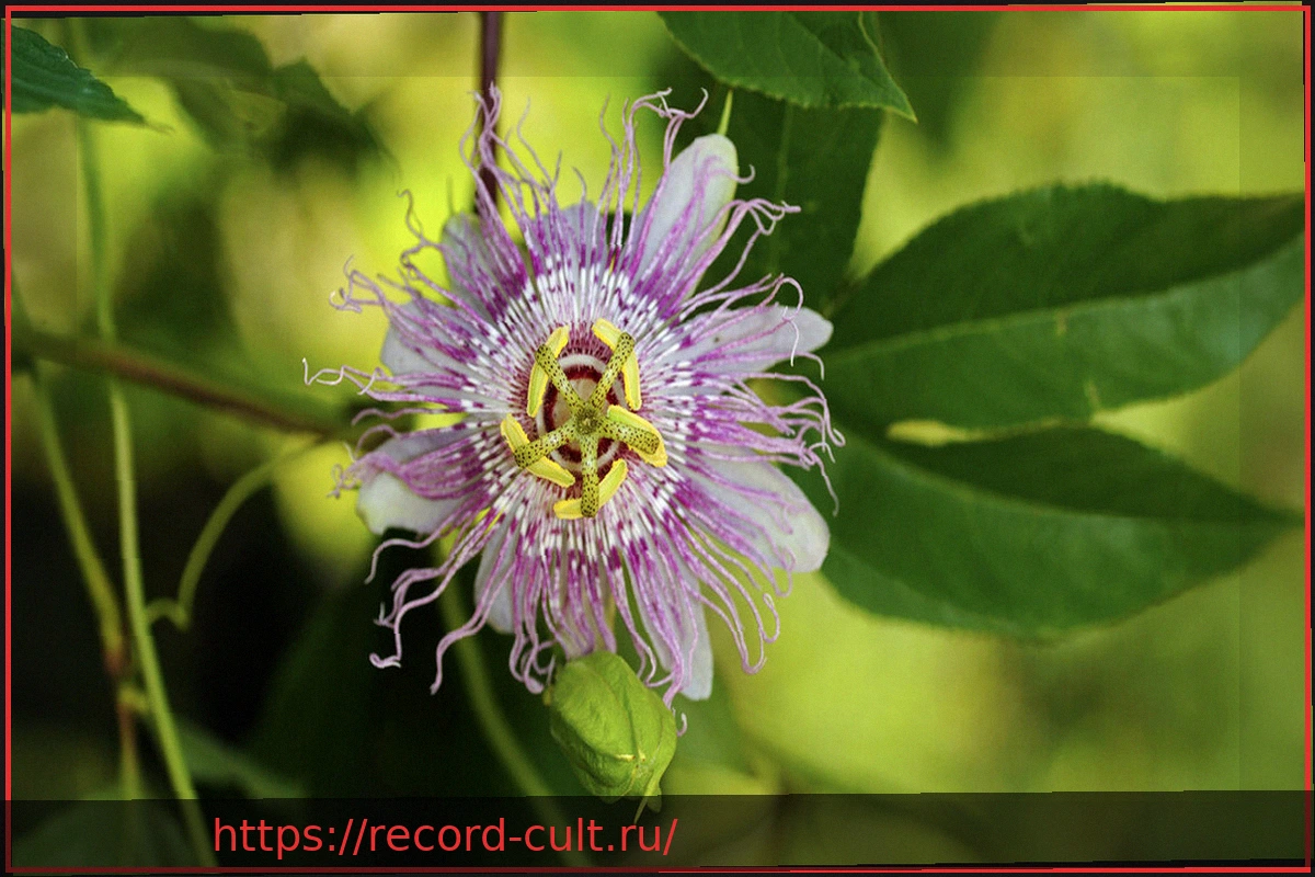 Preview Страстоцвет (Пассифлора): Состав, Действие и Риски