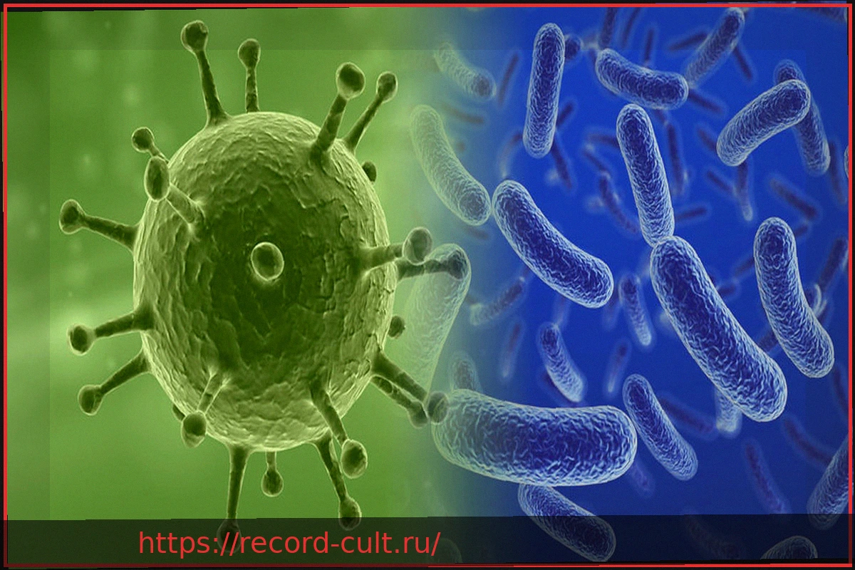 Preview Вирусы и бактерии: Объяснение основных отличий